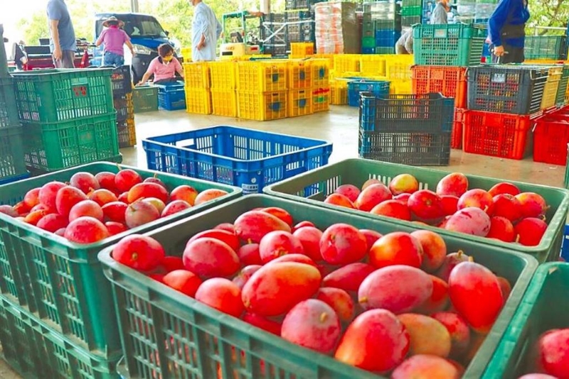 臺(tái)灣芒果外銷香港、澳門均驗(yàn)出新冠病毒。（芒果示意圖，本報(bào)資料照片） 圖片來源：臺(tái)灣“中時(shí)新聞網(wǎng)”.jpg