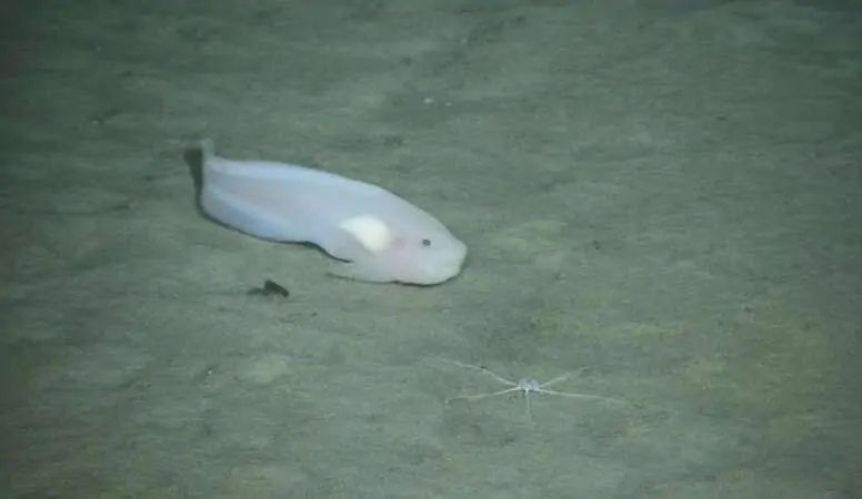 “海斗一號”高清拍攝海洋生物。（圖源：中科院沈陽自動化研究所）