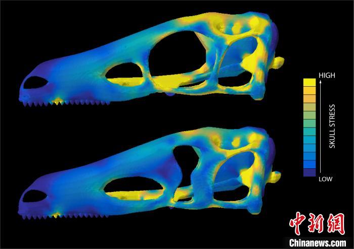 電腦建模虛擬恐龍頭骨，圓形眼窩(上)頭骨壓力較大，鎖孔形眼窩(下)頭骨壓力較小(圖片來(lái)自論文作者)?！∈┢樟指瘛ぷ匀?供圖