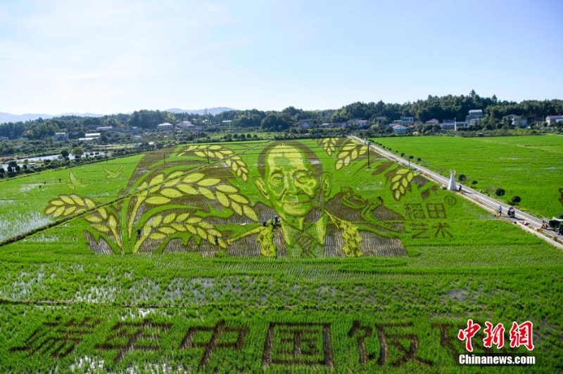 長沙百畝稻田里種出袁隆平巨幅畫像