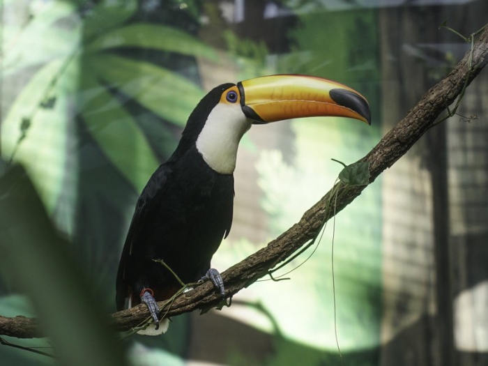 大巨嘴鳥。 圖片來源：臺北市動物園