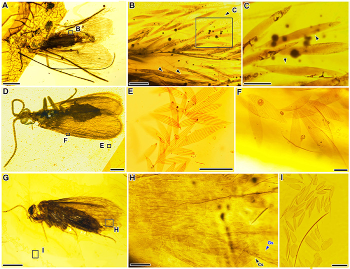 兼翅總目不同目的標(biāo)本及鱗片。A-C化蝶科；D-F大圣飄蛾；G-H小翅蛾科。首都師范大學(xué) 供圖
