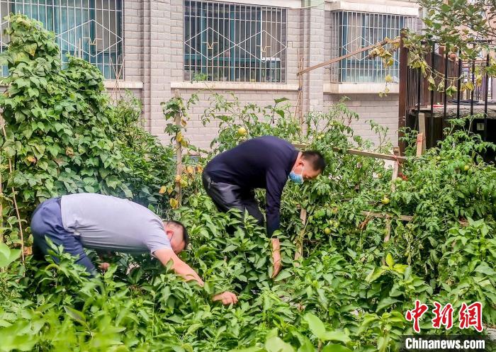 烏魯木齊市沙依巴克區(qū)克西路社區(qū)，居民整理花園里種植的蔬菜?！＄娦?攝