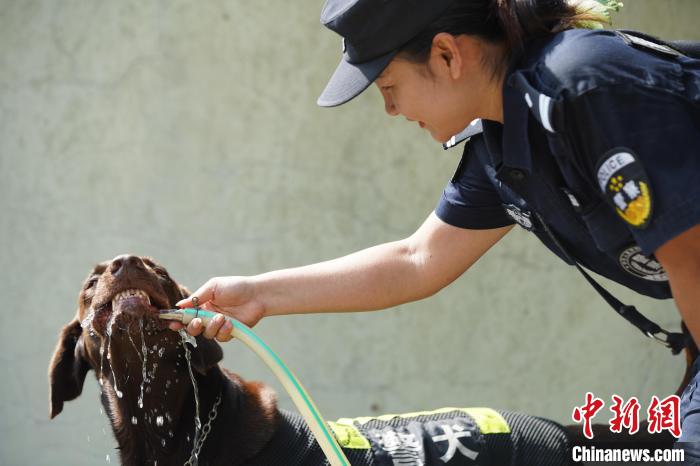 圖為訓(xùn)練間隙，黃曉莉給搜爆犬“浩克”飲水降溫?！∫i鵬 攝