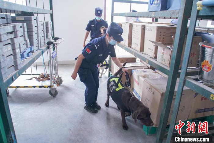 圖為黃曉莉和唐琥犀帶著警犬在南寧東站行包房對快遞箱包進(jìn)行“二次安檢”。　陳冠言 攝