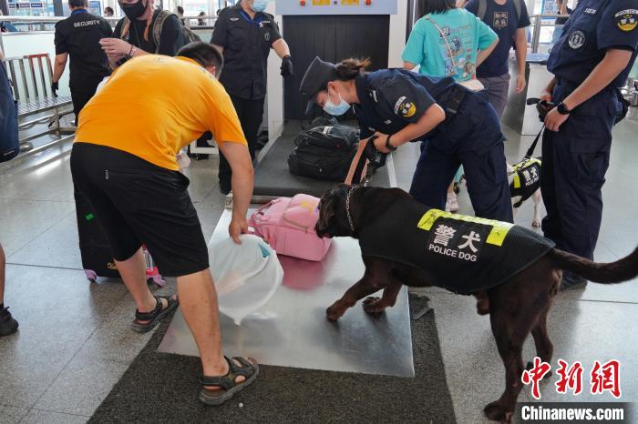 圖為黃曉莉帶搜爆犬“浩克”在南寧東站安檢口檢查行李。　甘賢 攝