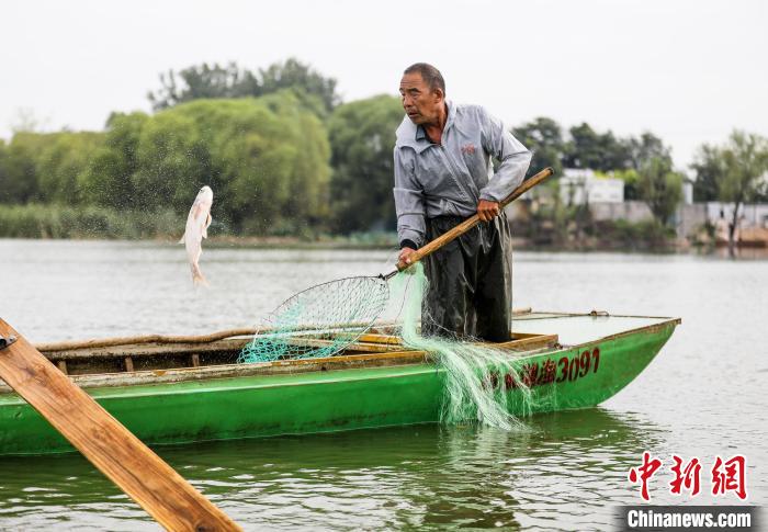 一條大魚被漁民用抄網(wǎng)撈起?！￡惪?攝