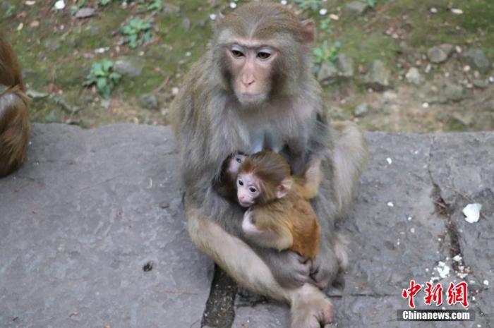 資料圖：貴陽(yáng)黔靈山公園內(nèi)的獼猴。圖/成虹飛