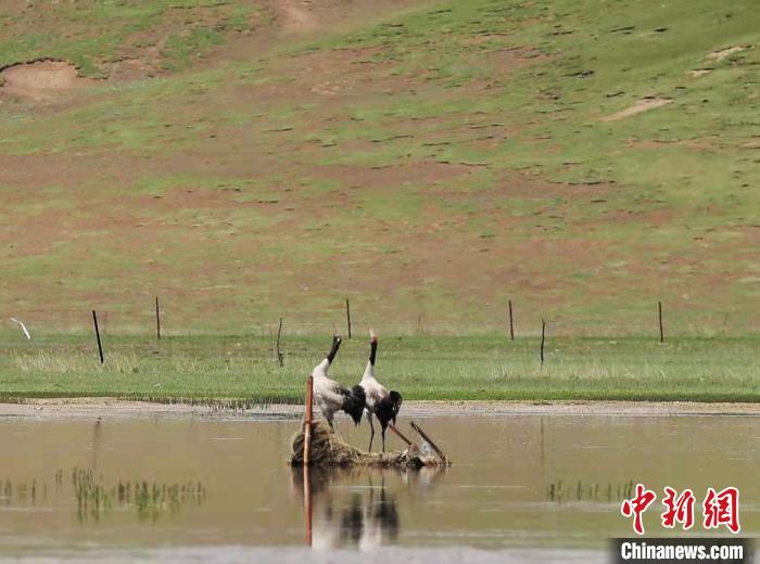 圖為“高原仙子”黑頸鶴?！蓭炜h委宣傳部 供圖