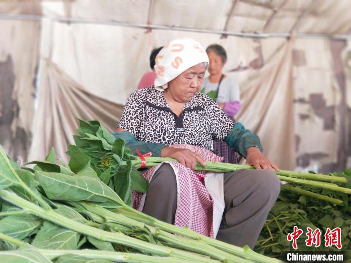 工人在種植基地將采摘的向日葵捆把?！≮w國華 攝