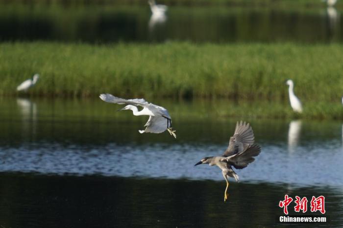 資料圖：圖為鷺鳥(niǎo)在水面飛翔。 薛美麗 攝