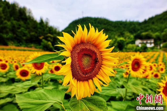 資料圖：一簇簇鮮黃的花盤競(jìng)相綻放。　張遠(yuǎn)明 攝