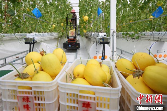 溫室內(nèi)，黃瓜、甜瓜、西紅柿等水果蔬菜成熟，工人們忙著將采摘下來的瓜果蔬菜裝箱發(fā)走?！°蟛?攝