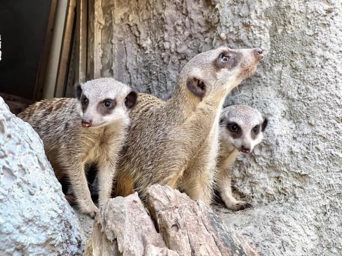 高雄壽山動物園5月誕生2只狐獴寶寶，9月初由狐獴哥哥帶路，首次出洞，新生狐獴跟在哥哥身旁觀察新環(huán)境，萌樣吸睛。圖片來源：臺灣“中央社”(高雄市觀光局提供)。