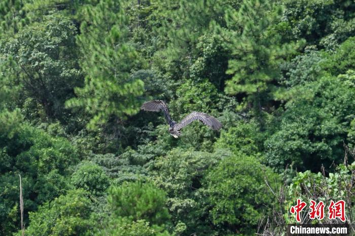 兩個月前受傷被救的國家一級保護動物海南鳽等，16日成功放歸野外，重回大自然?！￡愺K旻 攝