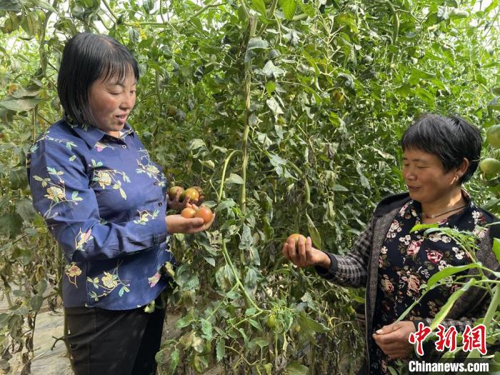 圖為在定西市符川春香農(nóng)副農(nóng)資合作社大棚里，定西市第五屆人大代表黨春香(左)和社員交流蔬果種植情況?！〈蘖?攝