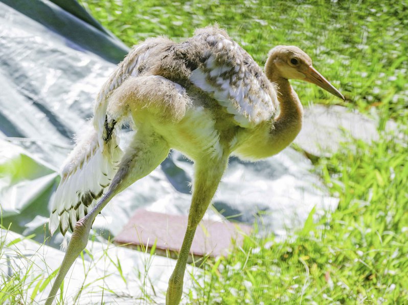 臺北動物園丹頂鶴寶寶將命名“哩鶴”。 圖片來源：臺北市立動物園