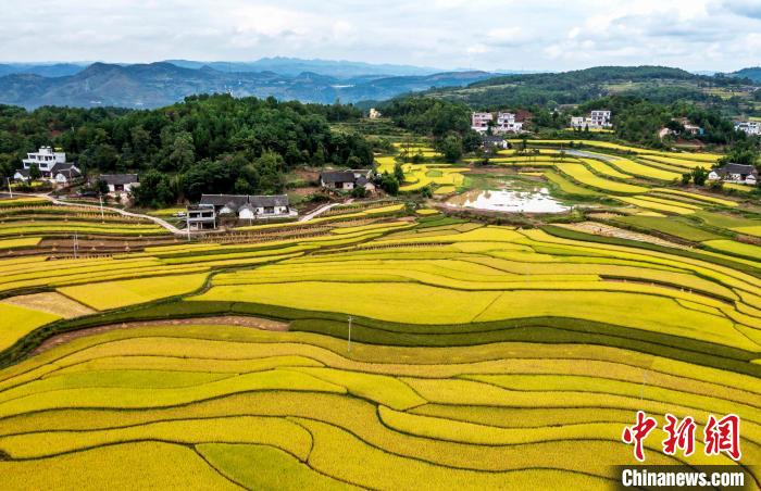 9月16日，航拍貴州省黔西市錦星鎮(zhèn)洪湖村稻田。