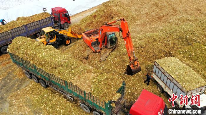 黃儲玉米秸稈飼草裝車。(無人機(jī)照片) 杜得天 攝