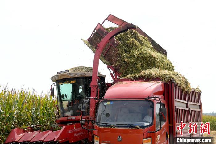 轉(zhuǎn)運(yùn)黃儲玉米秸稈飼草。　崔賢飛 攝