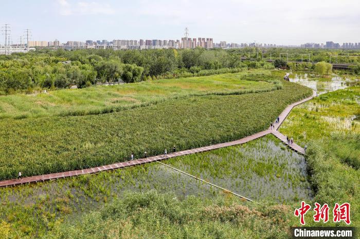 圖為永定河休閑森林公園內(nèi)的濕地?！”本┦袌@林綠化局供圖