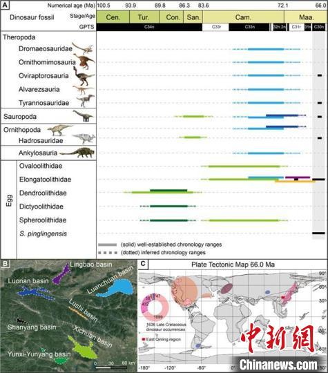 圖AB展示秦嶺東部盆地恐龍多樣性在晚白堊世變化；圖c為目前發(fā)現(xiàn)恐龍化石點(diǎn)6600萬(wàn)年前全球分布情況。　研究團(tuán)隊(duì) 供圖