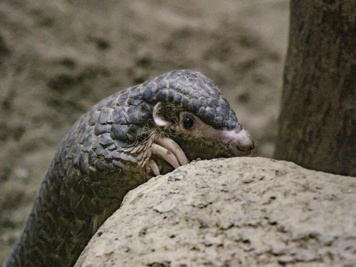 因救傷入住臺北市立動物園的穿山甲NaNa，近期在保育員幫助下克服焦慮，成功出現(xiàn)在游客面前，且喜歡爬高及玩水。圖片來源：臺灣“中央社”(臺北市動物園提供)