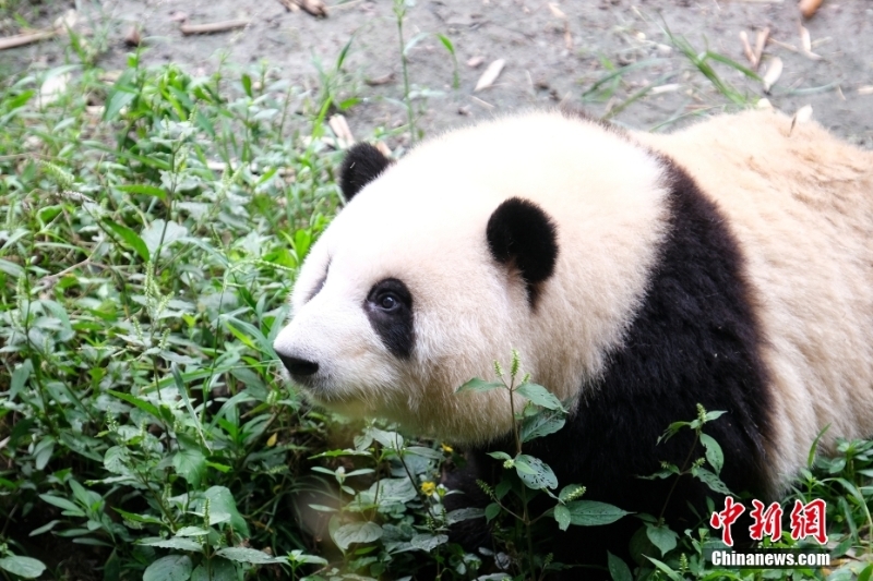 成都大熊貓繁育研究基地恢復(fù)開園 “滾滾”如期赴約