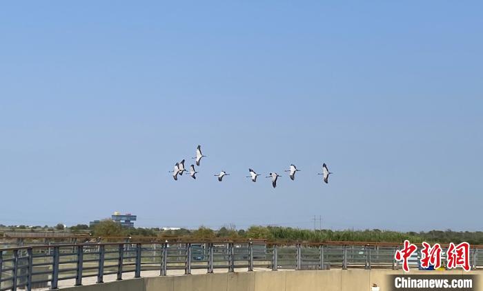 黃河入海口“生態(tài)+旅游”模式助力黃河國家文化公園建設