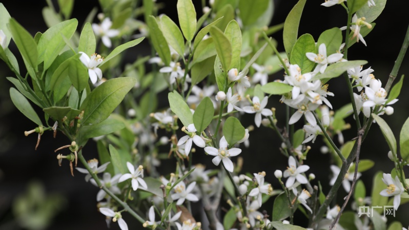 陣陣花香撲鼻而來(央廣網(wǎng)發(fā) 米爾妮薩·阿卜杜拉 攝)