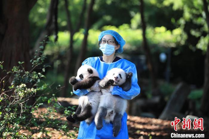 飼養(yǎng)員抱著大熊貓寶寶?！〕啥即笮茇埛庇芯炕毓﹫D