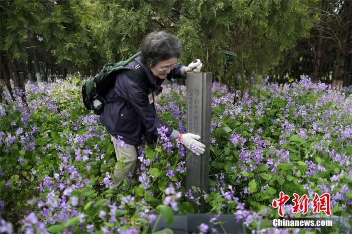 2017年，日本悼念南京大屠殺遇難者植樹訪華團來到南京，在和平公園內(nèi)修剪他們所植下的樹木，以此來表達他們祈愿和平的心聲。泱波 攝
