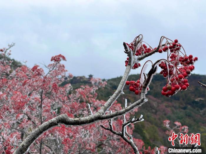 10月4日，泰山之巔現(xiàn)霧凇奇觀，冰雕玉砌、晶瑩閃爍的霧凇綴滿枝頭，一樹樹、一叢叢，甚是好看?！±捉?攝