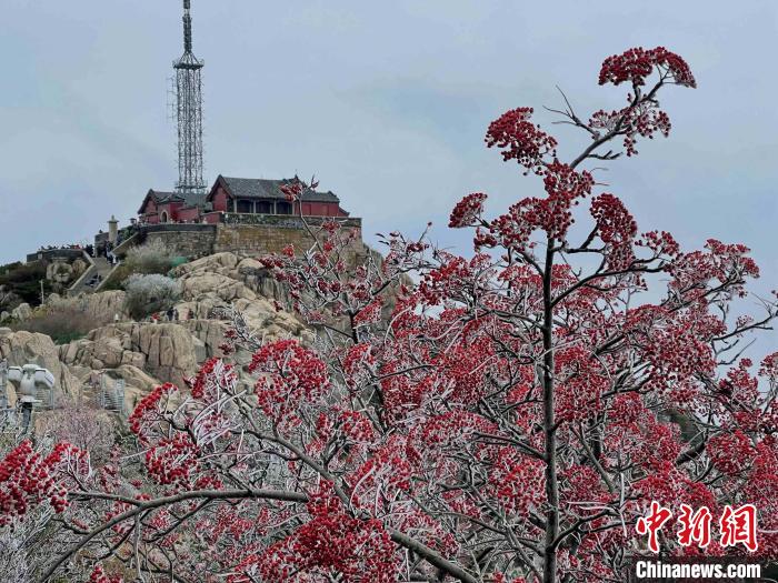 10月4日，泰山之巔現(xiàn)霧凇奇觀，冰雕玉砌、晶瑩閃爍的霧凇綴滿枝頭，一樹樹、一叢叢，甚是好看?！±捉?攝