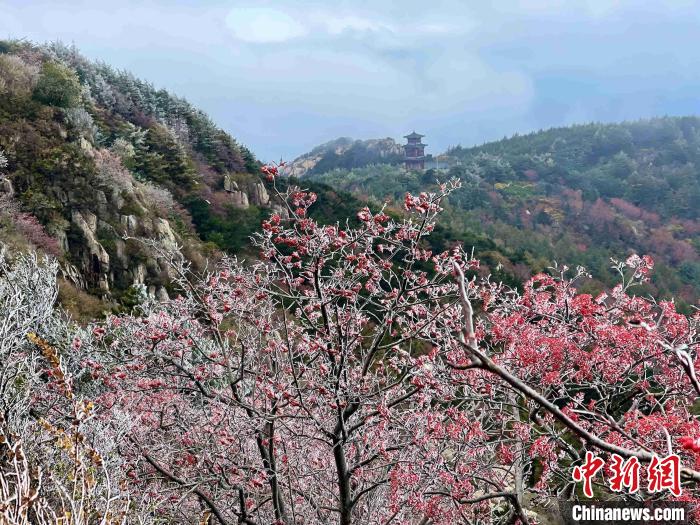 10月4日，泰山之巔現(xiàn)霧凇奇觀，冰雕玉砌、晶瑩閃爍的霧凇綴滿枝頭，一樹樹、一叢叢，甚是好看?！±捉?攝