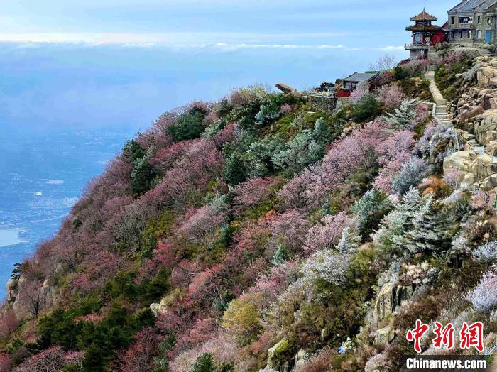 10月4日，泰山之巔現(xiàn)霧凇奇觀，冰雕玉砌、晶瑩閃爍的霧凇綴滿枝頭，一樹樹、一叢叢，甚是好看?！±捉?攝