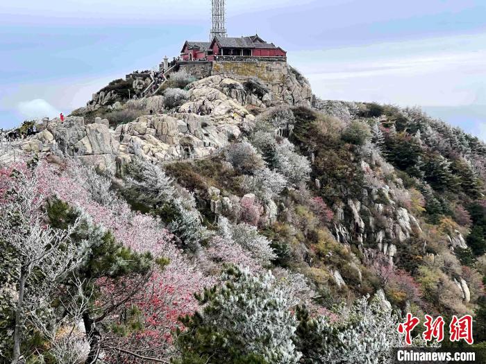 10月4日，泰山之巔現(xiàn)霧凇奇觀，冰雕玉砌、晶瑩閃爍的霧凇綴滿枝頭，一樹樹、一叢叢，甚是好看。　雷杰 攝