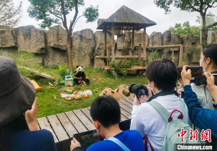 大熊貓在上海野生動物園過生日。　倪麗　攝