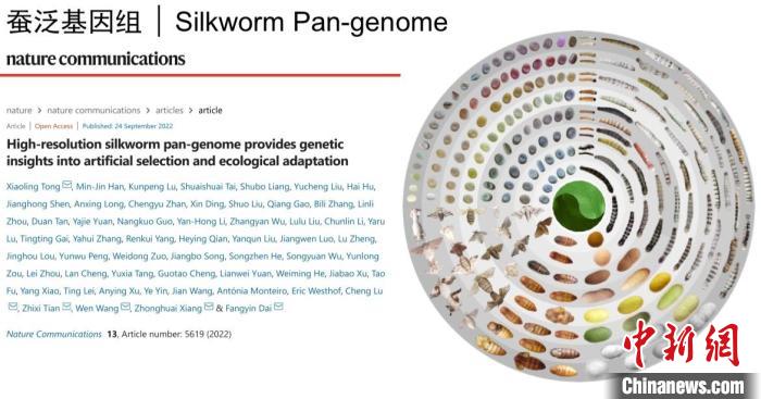 圖為家蠶生命周期各階段豐富的表型多樣性。　家蠶基因組生物學(xué)國家重點(diǎn)實(shí)驗(yàn)室供圖