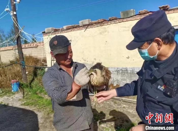 圖為被救助的大麻鳽?！∏嗪：壹?jí)自然保護(hù)區(qū)管理局供圖