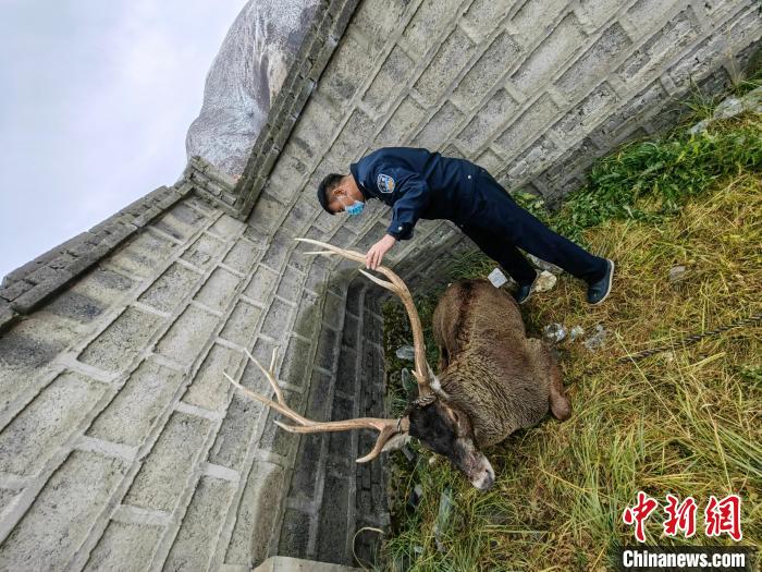 圖為民警查看白唇鹿傷勢?！》Q多縣公安局森林警察大隊(duì)供圖