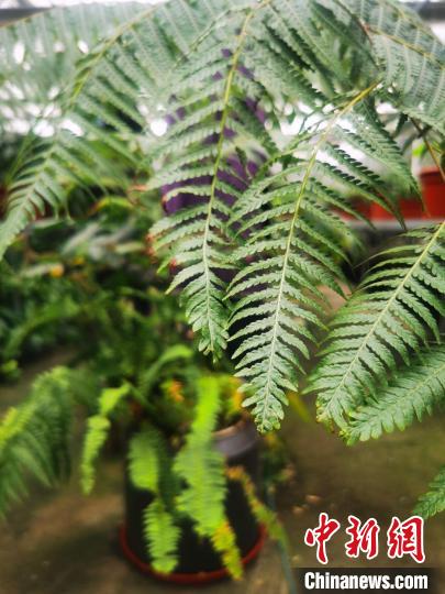 辰山植物園落實專業(yè)技術(shù)人員對土壤營養(yǎng)、水分、溫度等生長環(huán)境進行調(diào)節(jié)，為該批金毛狗蕨創(chuàng)造了適宜的生境?！∩虾Ｊ芯G化市容局供圖