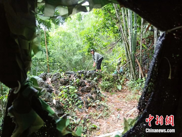 弄崗村村民在鳥坑喂鳥。農(nóng)林 攝