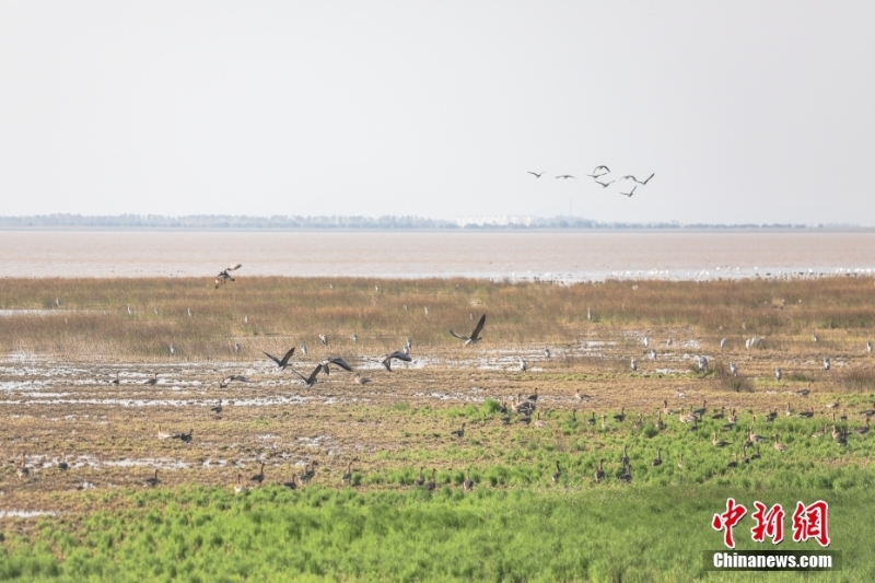 中國(guó)最大淡水湖鄱陽湖迎候鳥棲息越冬