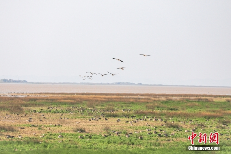 中國(guó)最大淡水湖鄱陽湖迎候鳥棲息越冬