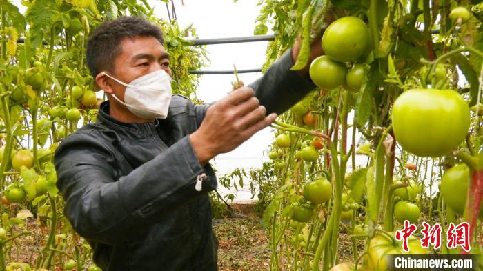 新疆昌吉市二六工鎮(zhèn)大棚蔬菜種植戶張飛正在查看大棚內(nèi)的西紅柿長(zhǎng)勢(shì)情況?！∫笱┚?攝