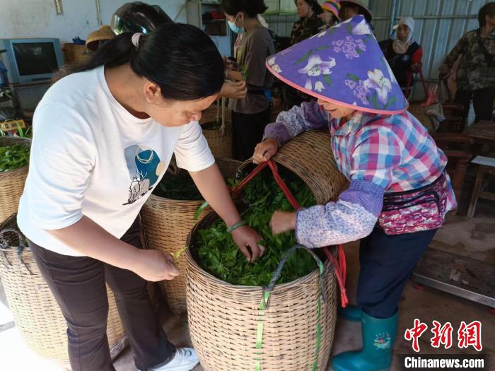 10月13日，在海南省白沙黎族自治縣牙叉鎮(zhèn)的五里路有機茶園，符小芳驗收稱重時挑揀出采摘不合格的茶葉。　張月和　攝