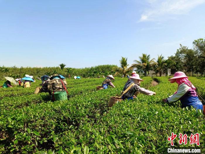 10月13日，在海南省白沙黎族自治縣牙叉鎮(zhèn)的五里路有機茶園，茶農正在采摘有機茶葉?！堅潞?攝