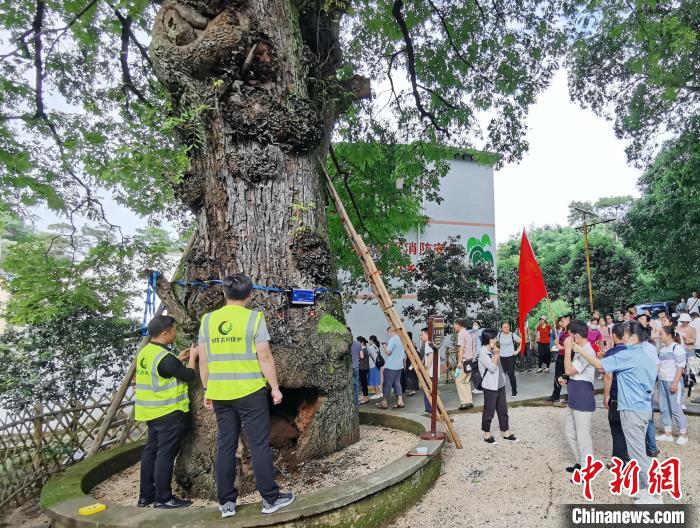 名木古樹保護專業(yè)技術(shù)團隊對毛竹山村南酸棗樹進行“全面體檢”?！∈Y林林 攝