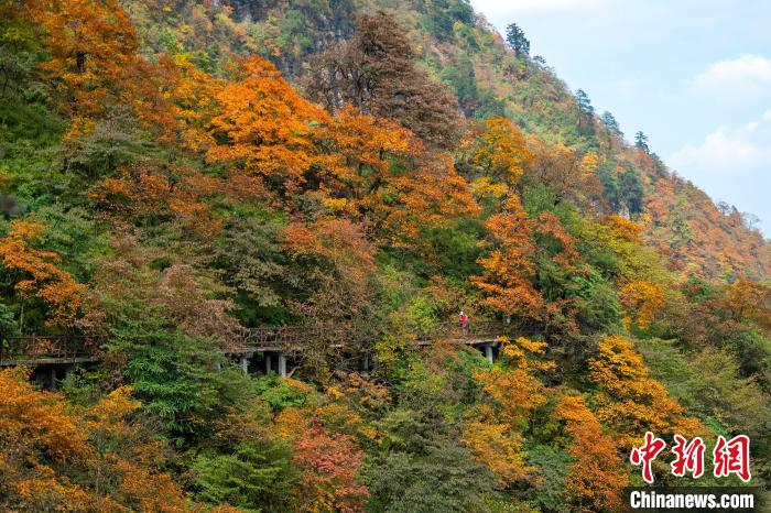 游山步道穿過彩林，美不勝收。　劉忠俊 攝